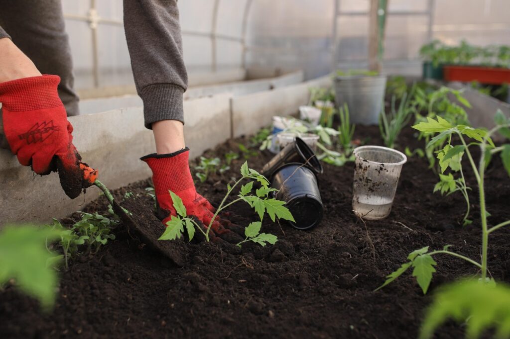 how to start a vegetable garden at home