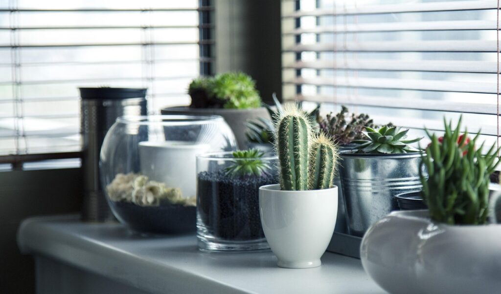 indoor plants that grow without sunlight