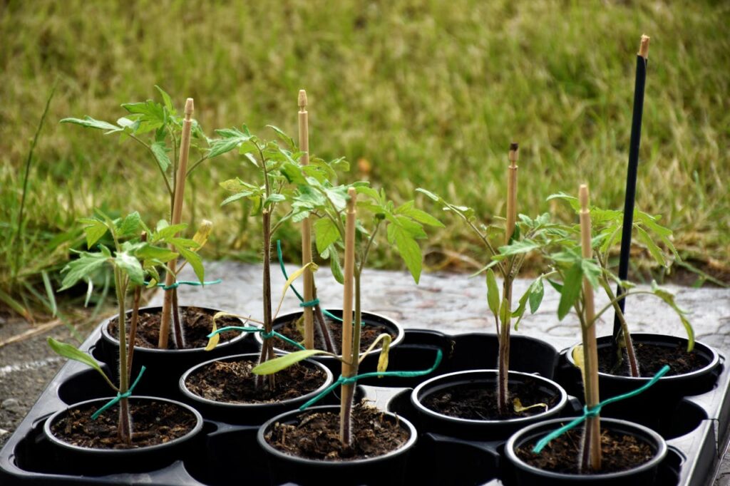 How to Grow Tomatoes at Home in Pots