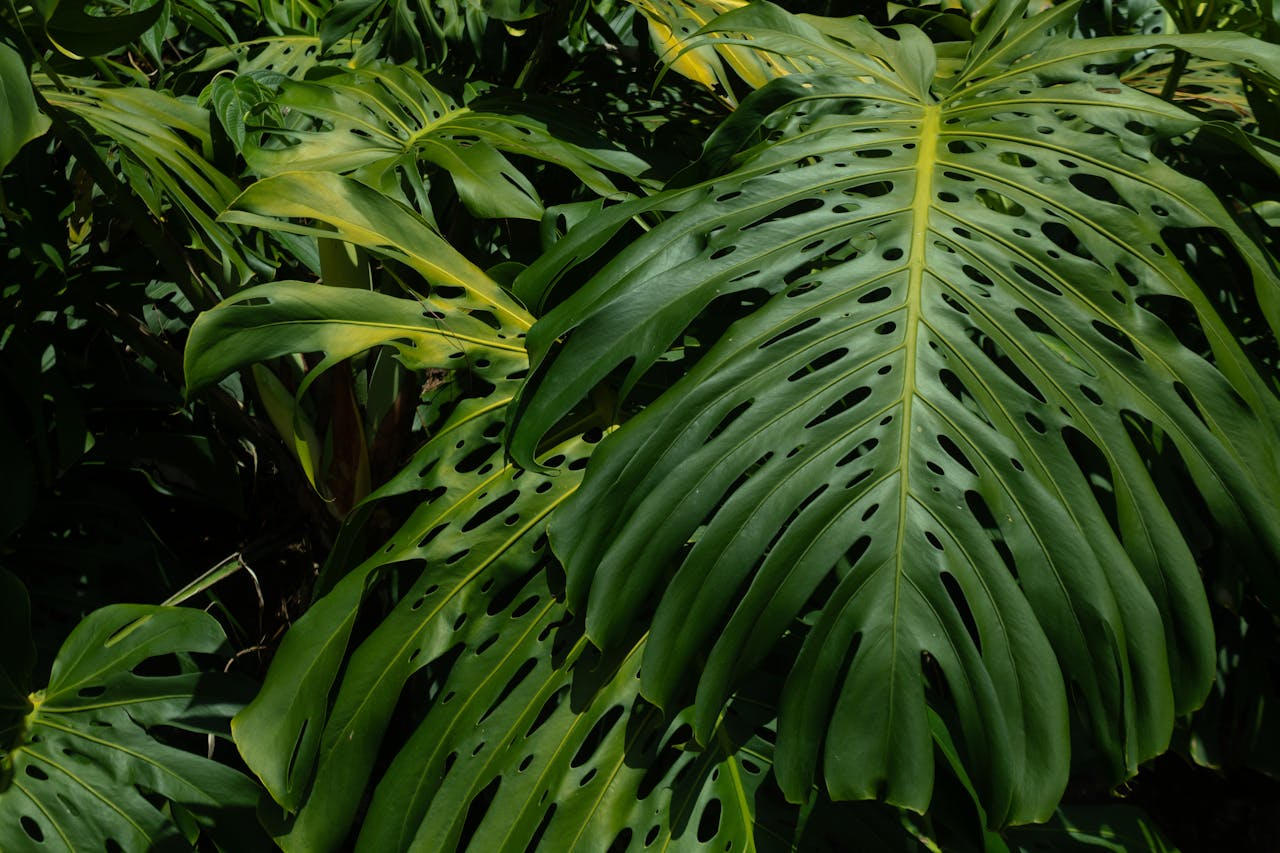 monstera deliciosa care guide