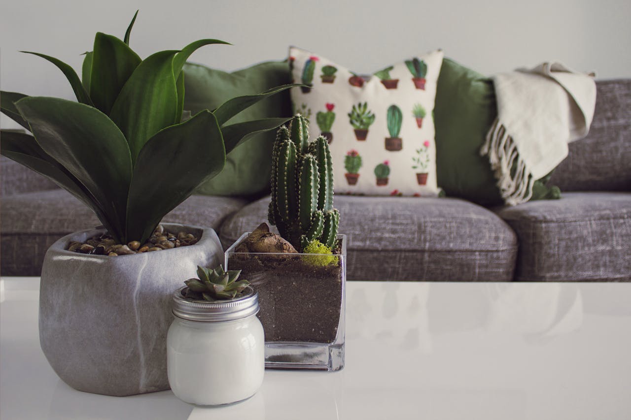 how to decorate with plants at home