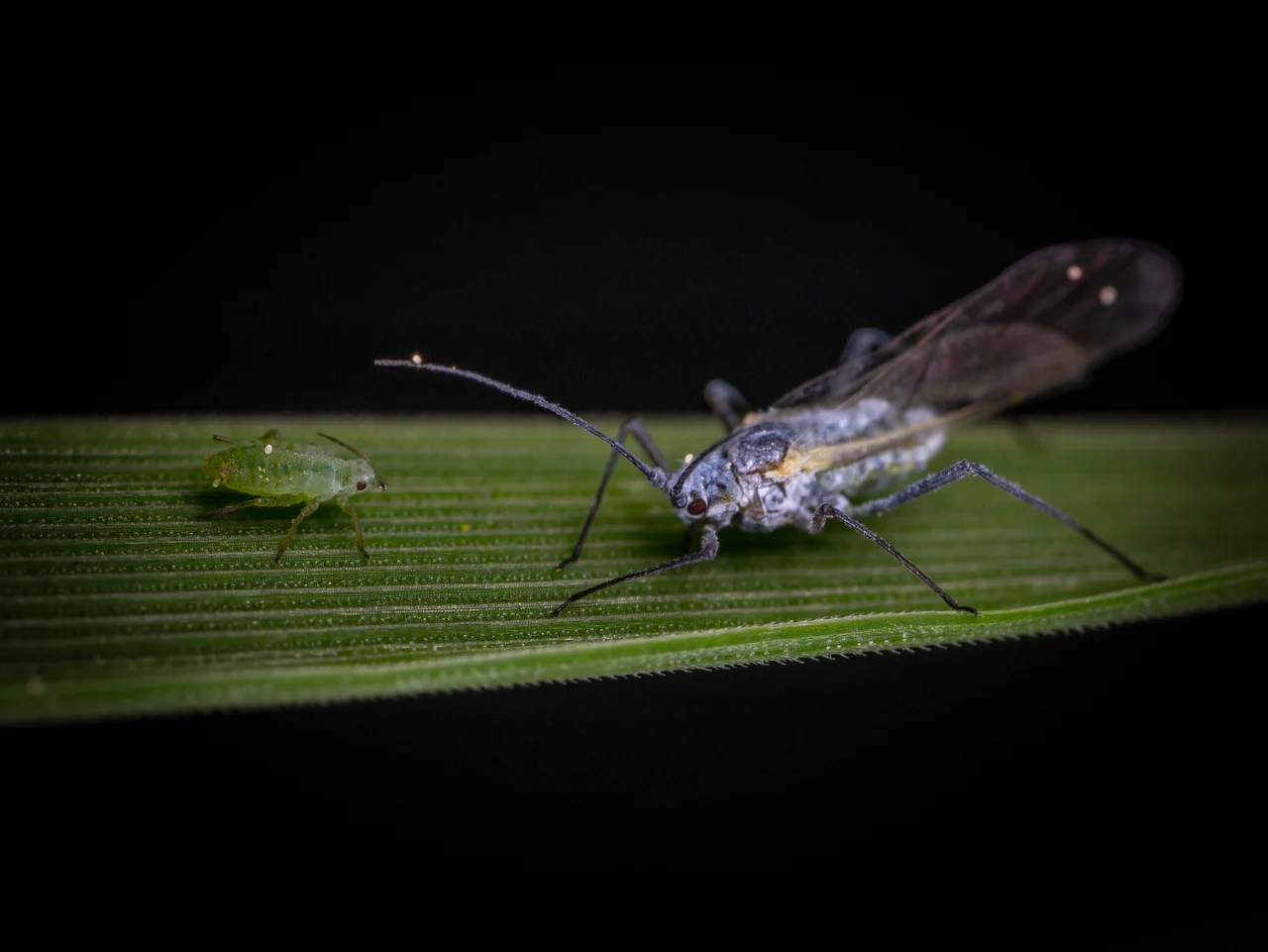 How to Get Rid of Aphids