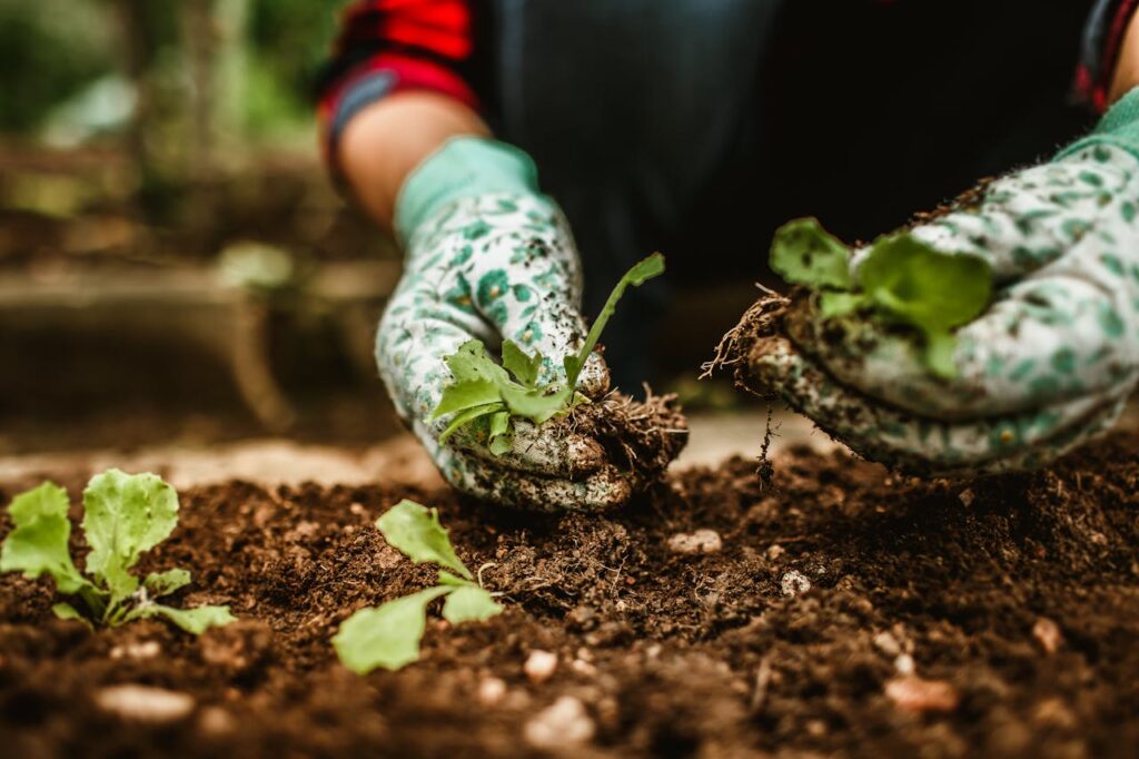 Best Soil Mix for Vegetable Garden