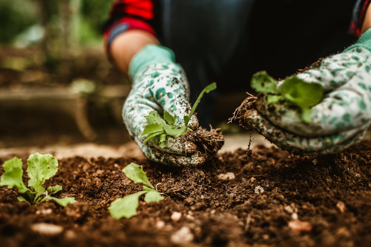 Best Soil Mix for Vegetable Garden