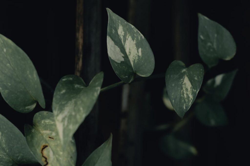How to Propagate Pothos