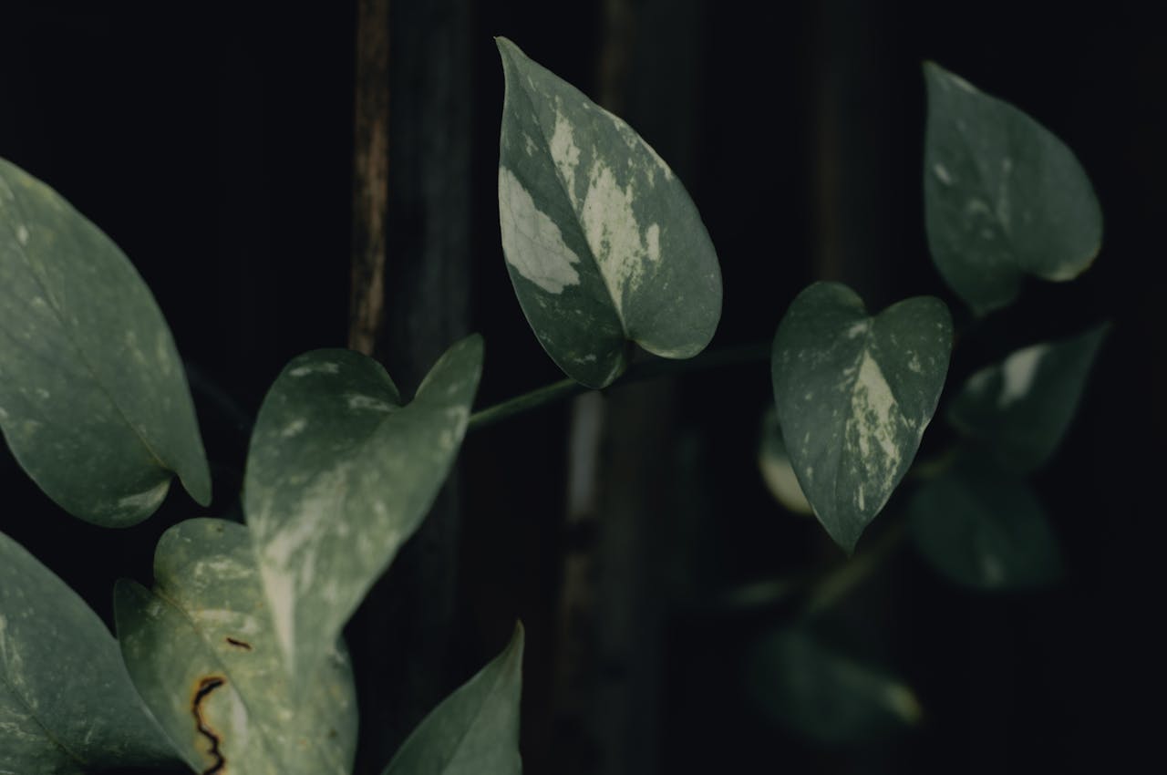How to Propagate Pothos
