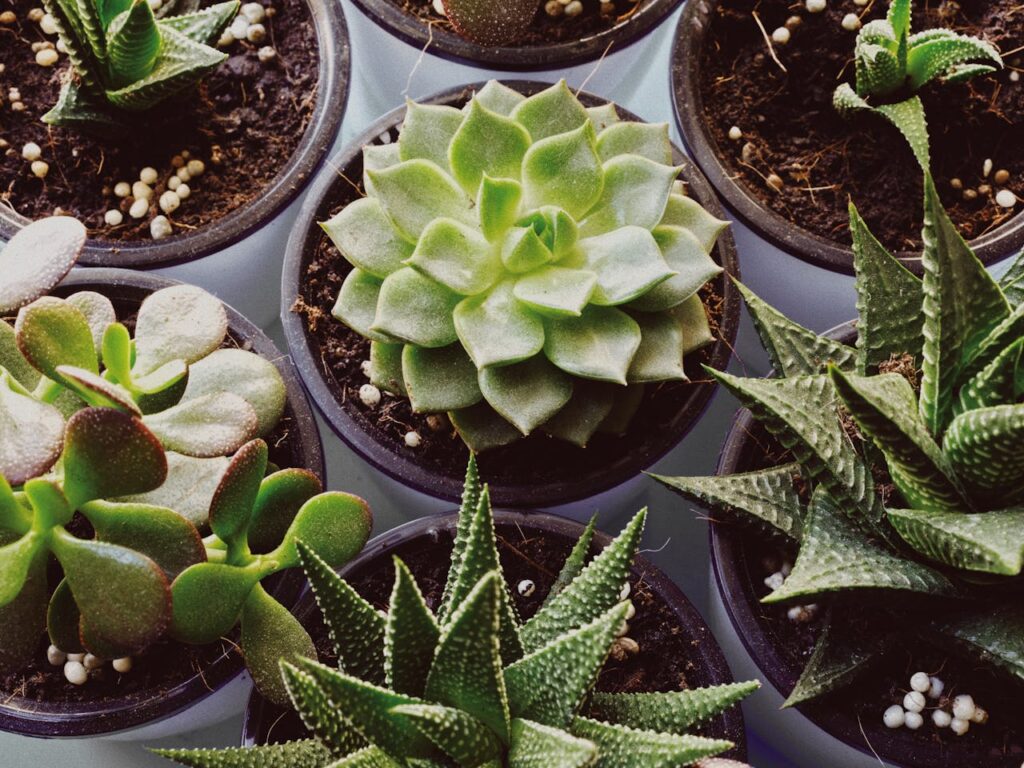succulent care guide beginners