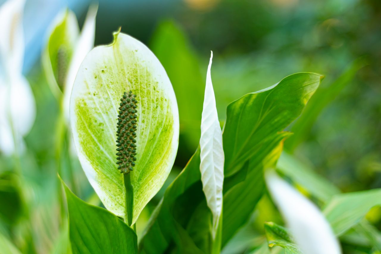 Peace Lily Care Guide