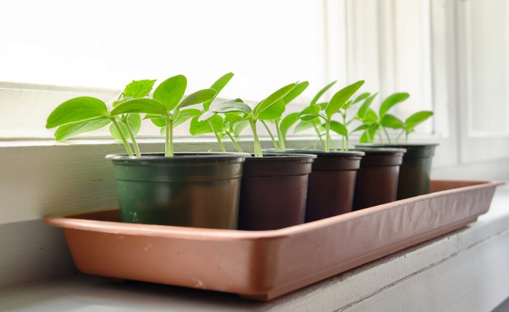 how to grow herbs indoors in small pots