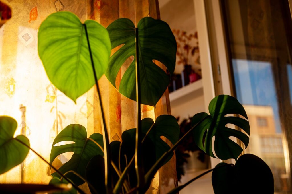why are my monstera leaves turning yellow