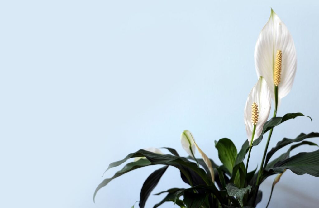 peace lily drooping even after watering