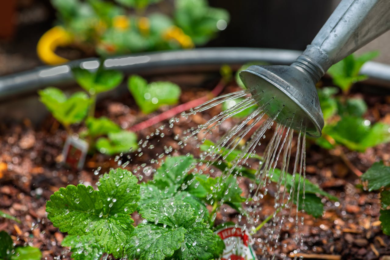 how to water outdoor plants