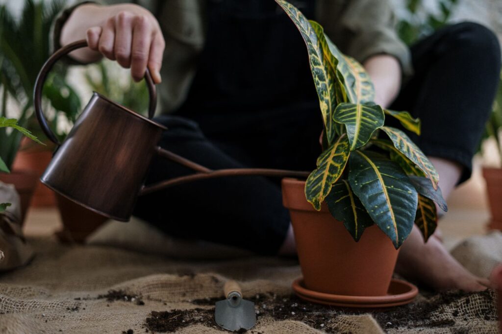 plants and mental health
