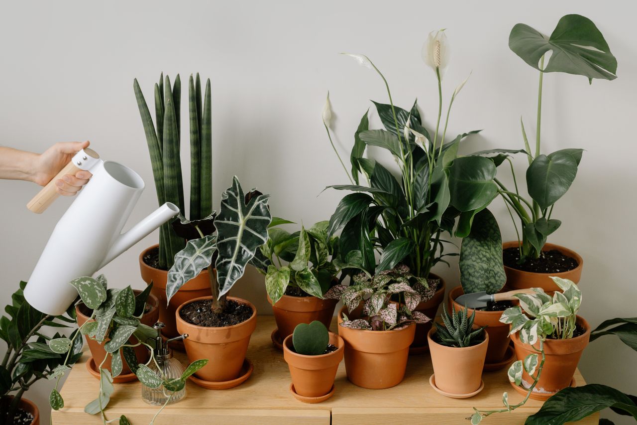 how to water indoor plants
