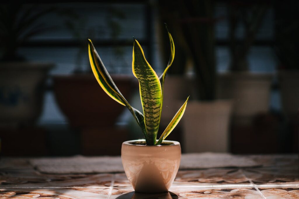 snake plant care and growing guide
