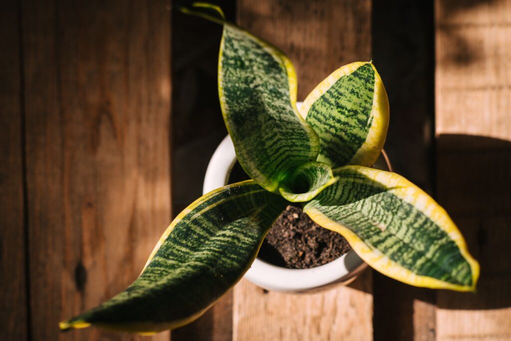 snake plant leaves falling over turning brown