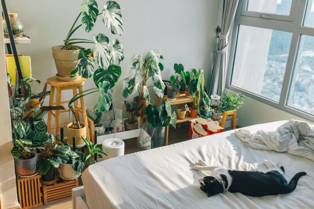 pet safe indoor plants for cats and dogs