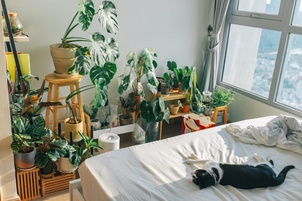 air-purifying plants for bedroom