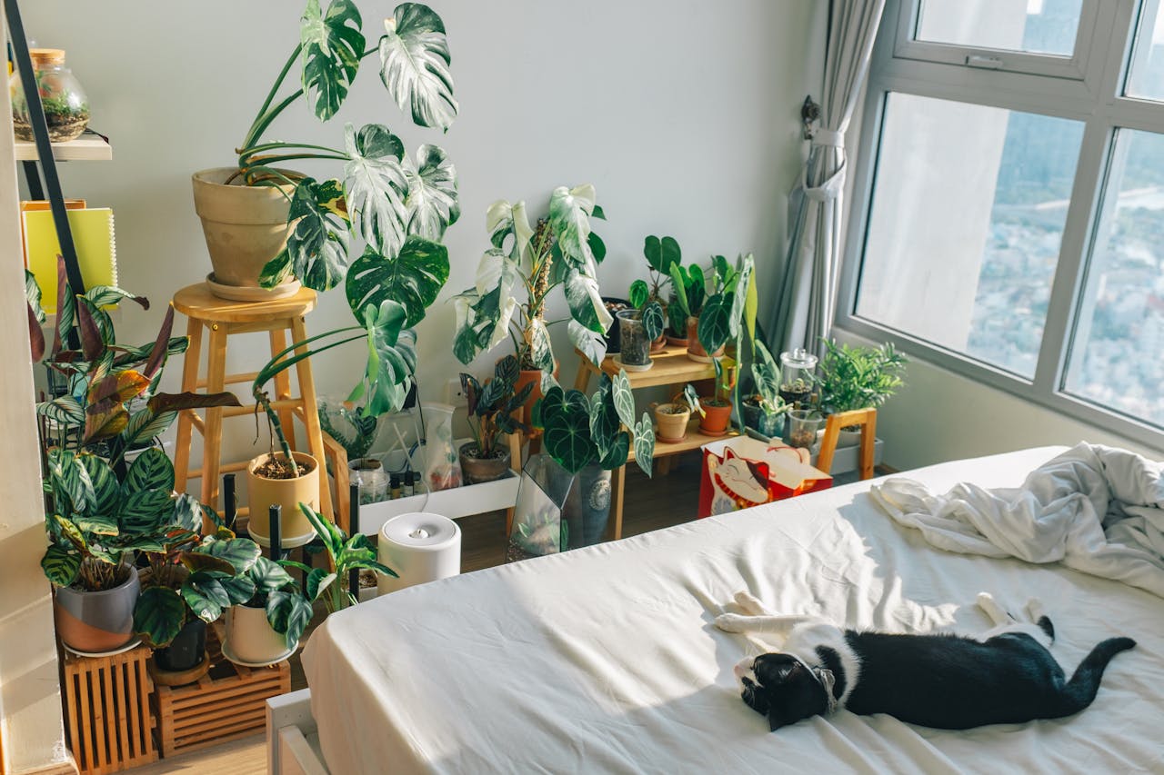 air-purifying plants for bedroom