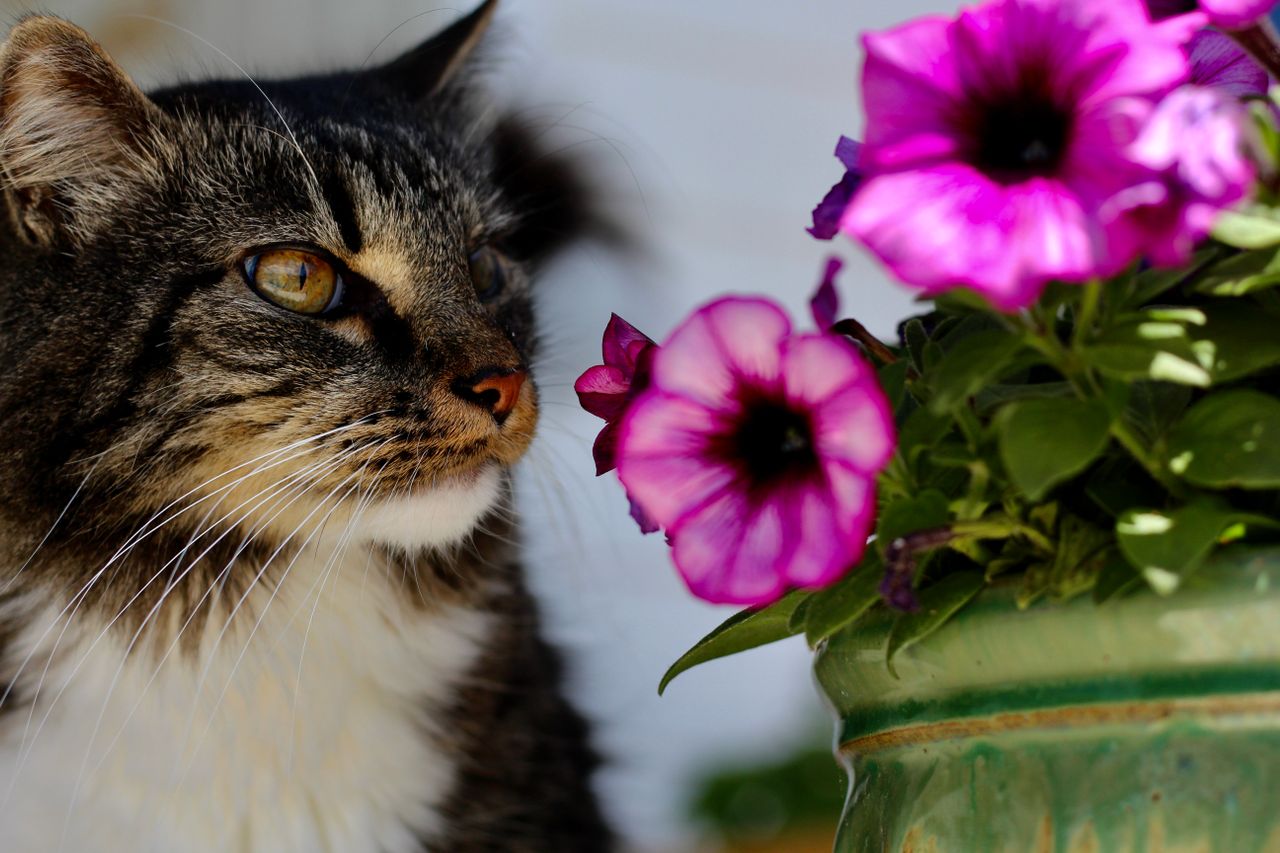 oxic plants for cats and dogs