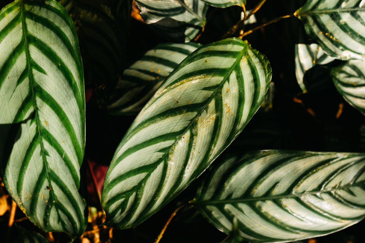 calathea care guide