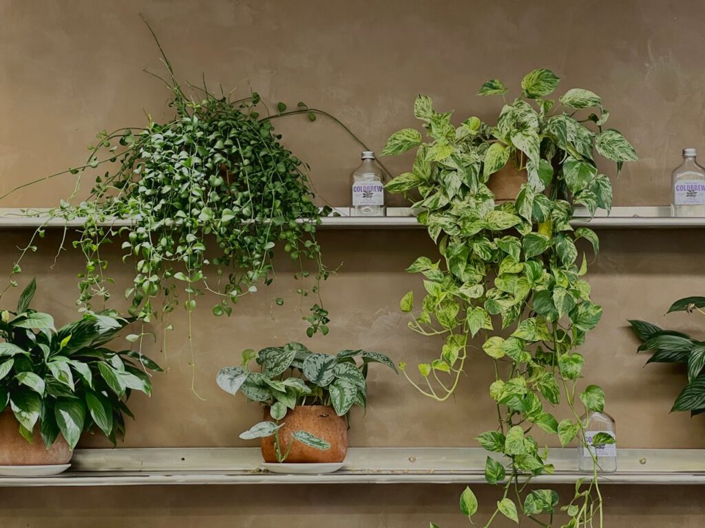 best low-maintenance indoor plants