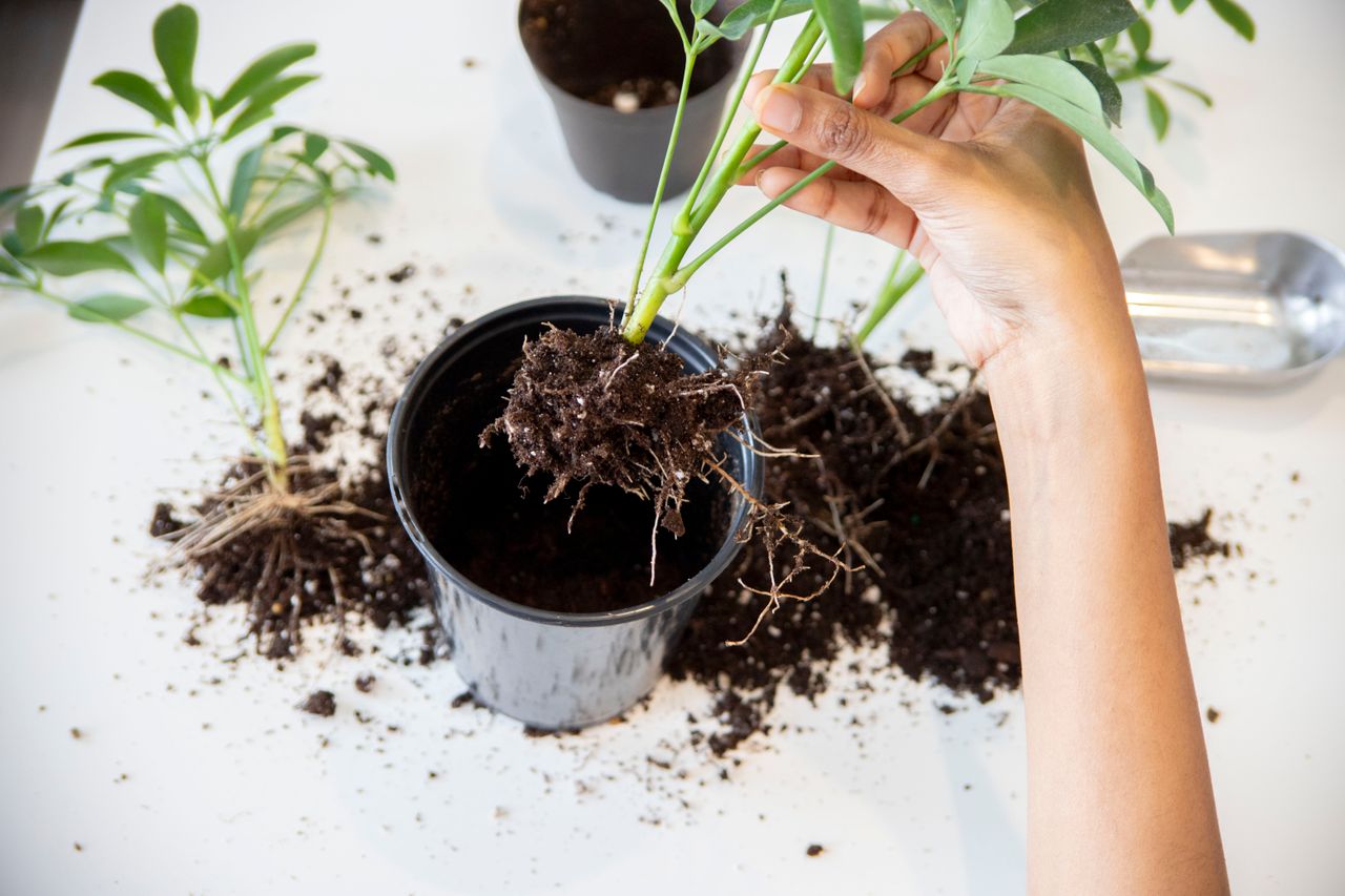 how to repot indoor plants