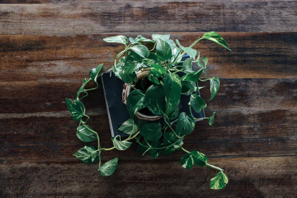 pothos plant care guide