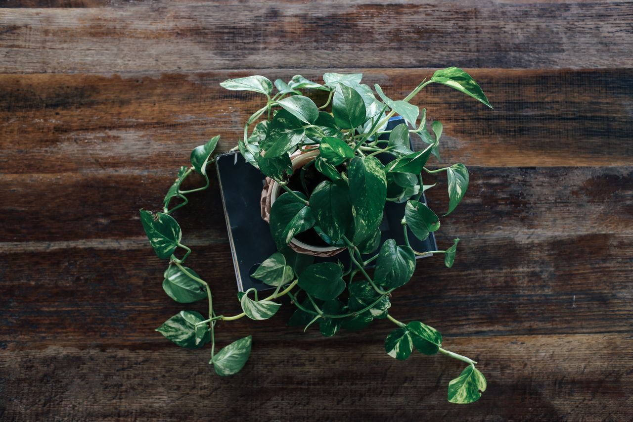 pothos plant care guide
