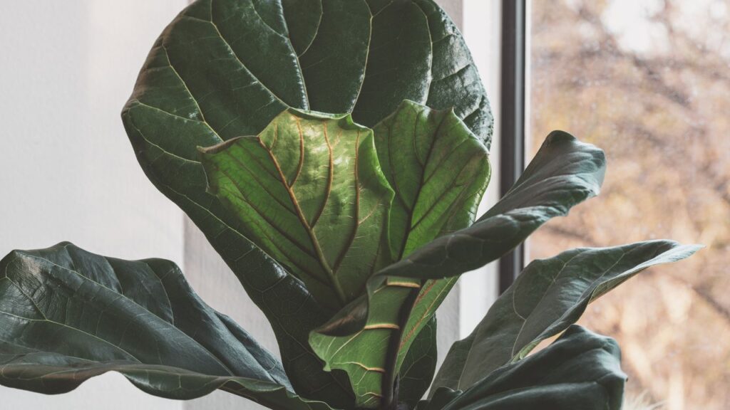 fiddle leaf fig brown spots causes