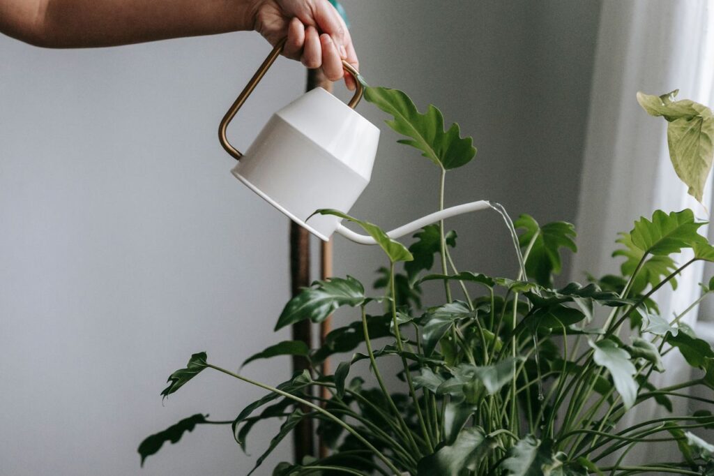 Plant Care for Beginners