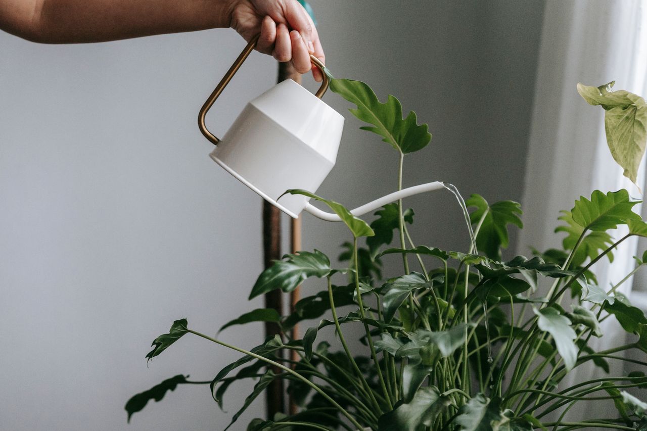 Plant Care for Beginners
