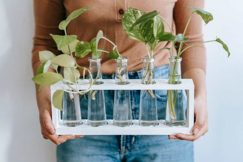 DIY Plant Propagation Station