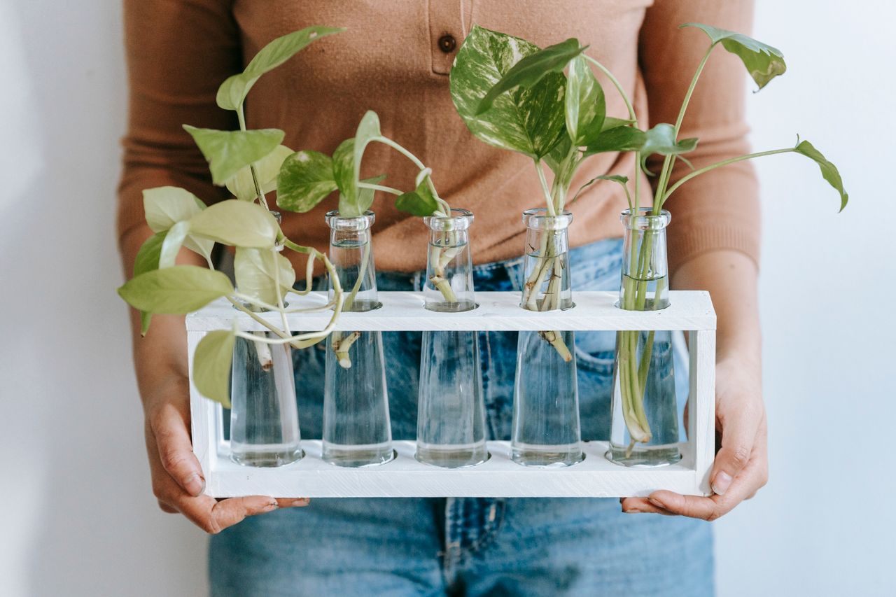DIY Plant Propagation Station