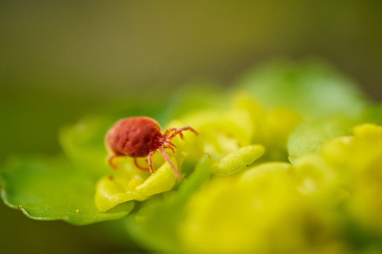 how to get rid of spider mites on houseplants