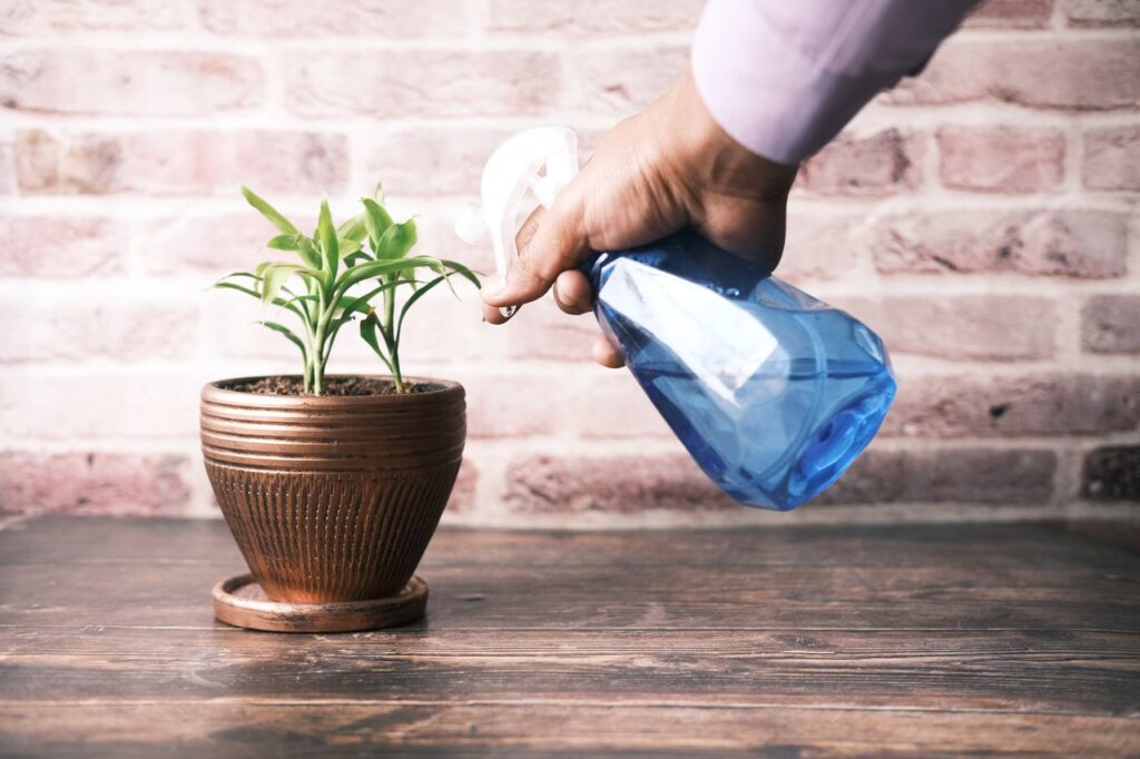 how to get rid of fungus gnats in houseplants