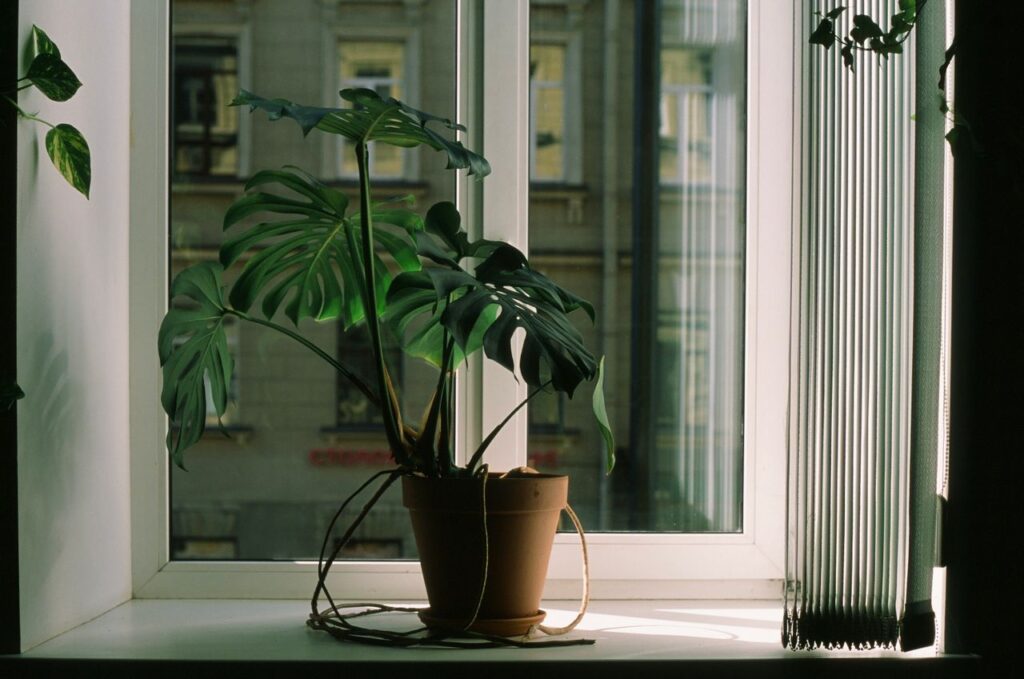 how to get rid of mealybugs on houseplants