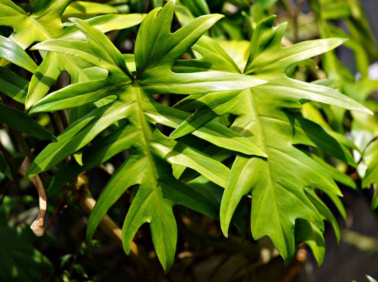 philodendron tortum care