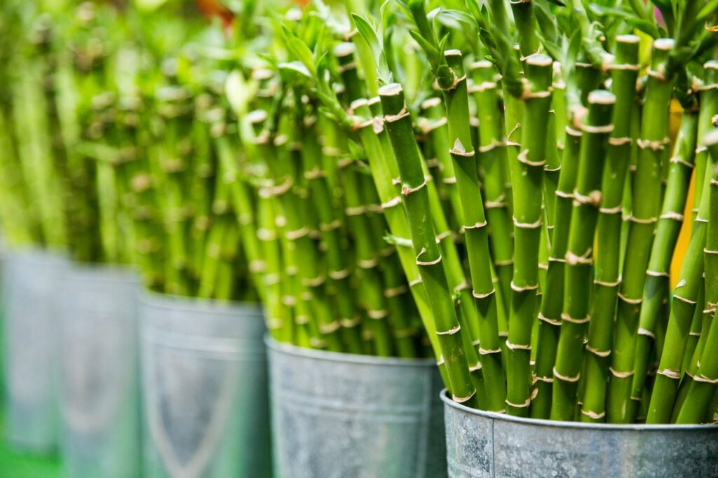 Feng Shui Plants