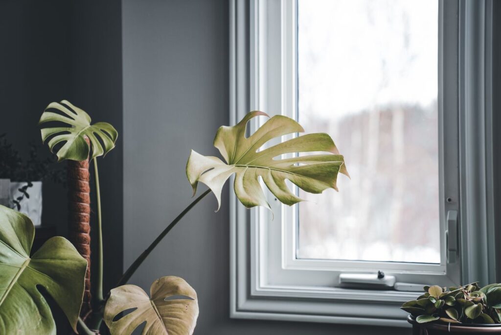 Monstera Deliciosa Care Guide