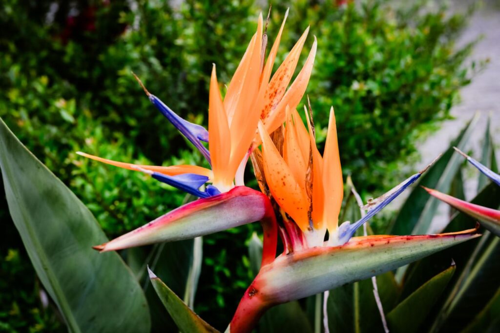 birds of paradise plant