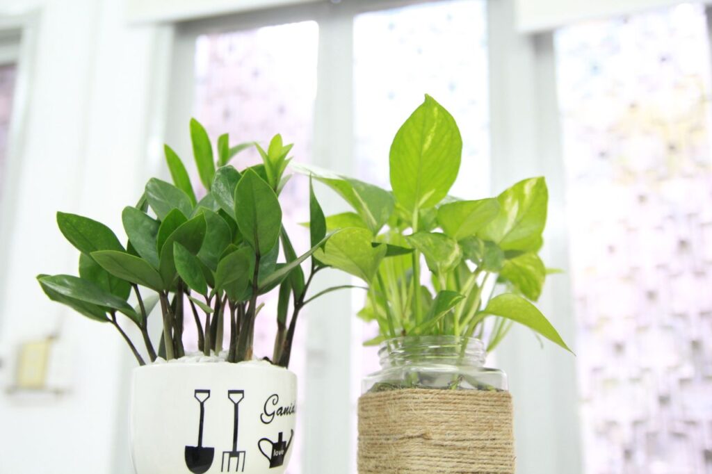 money tree plant