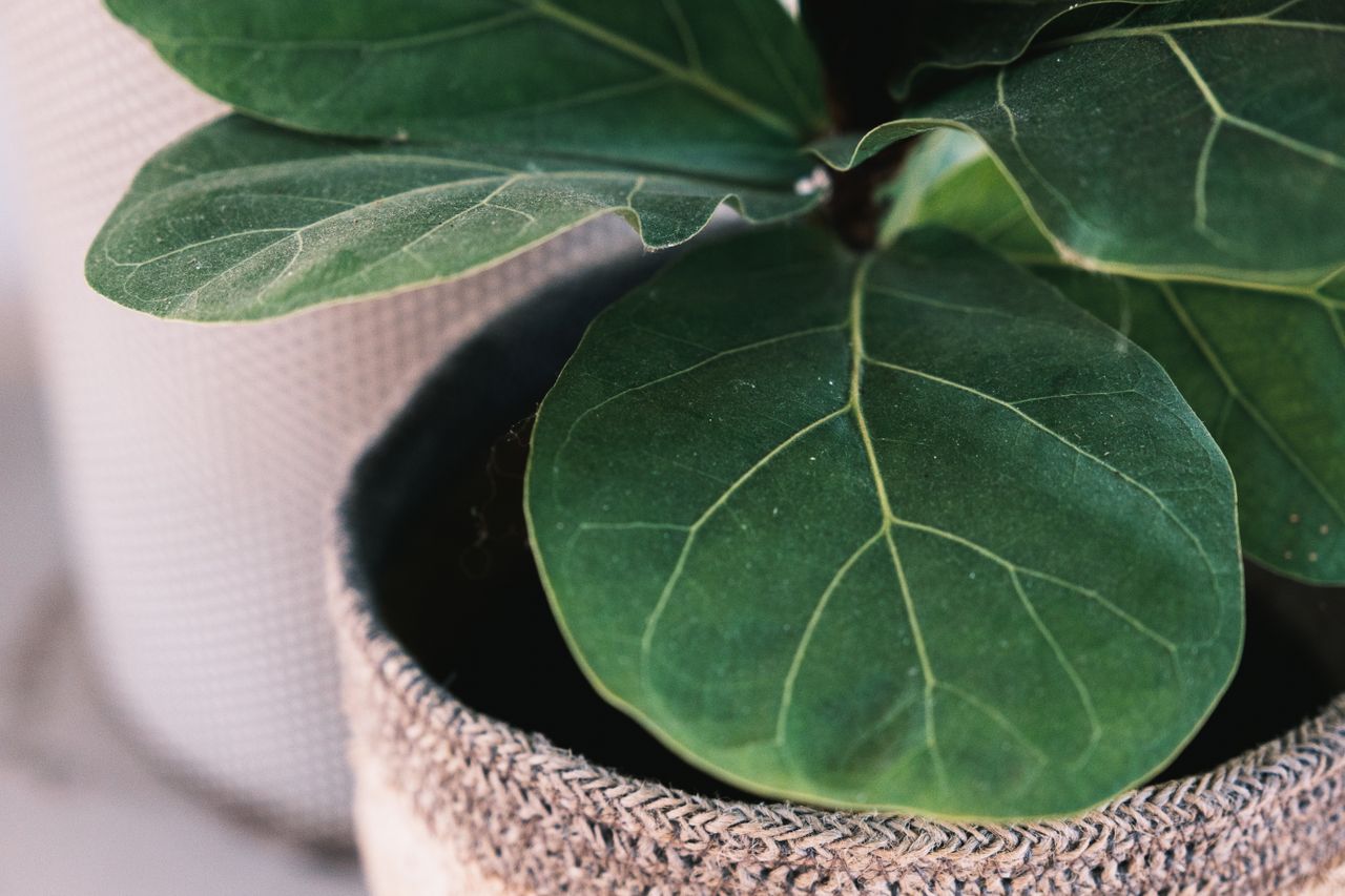fiddle leaf fig care