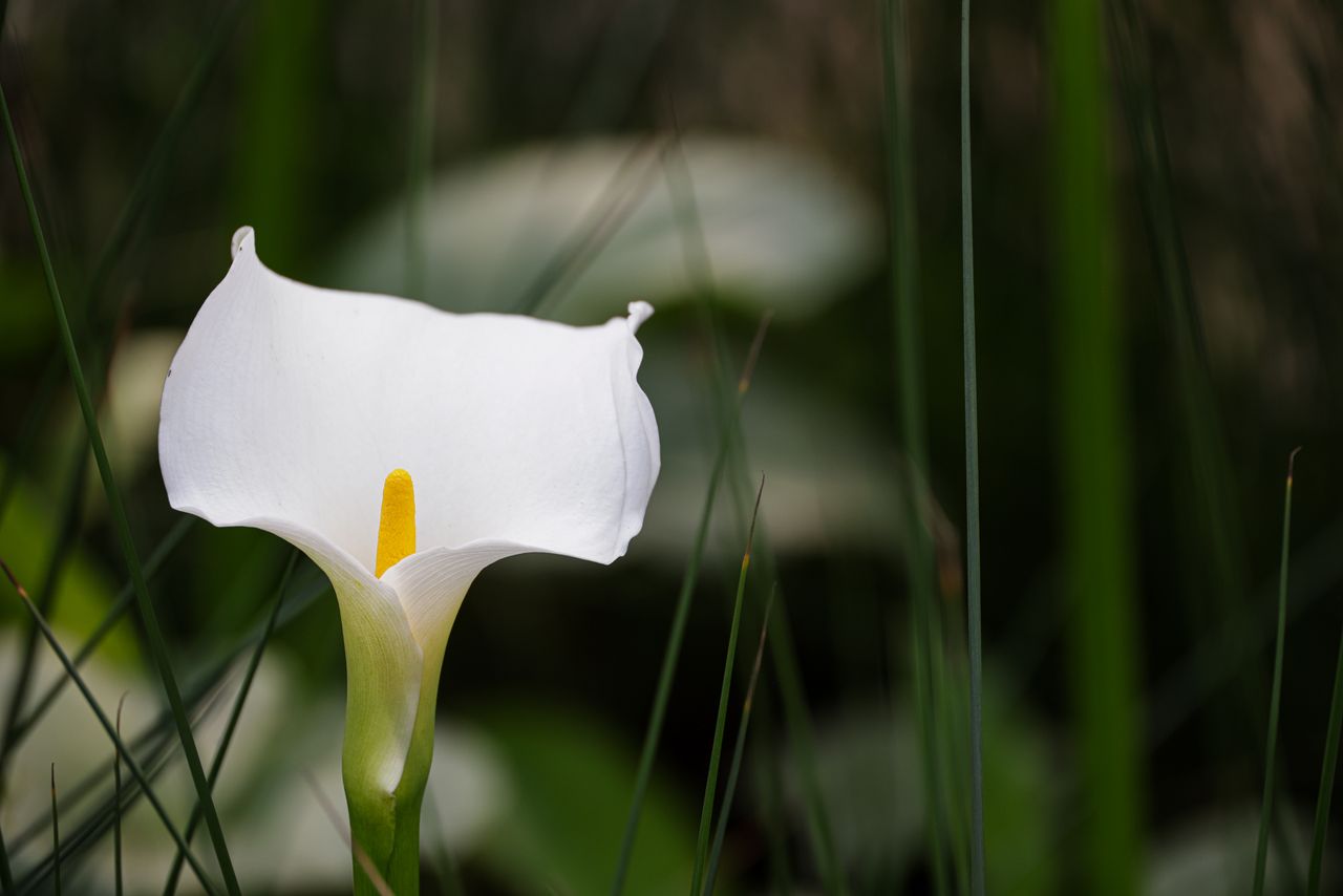 calla lily