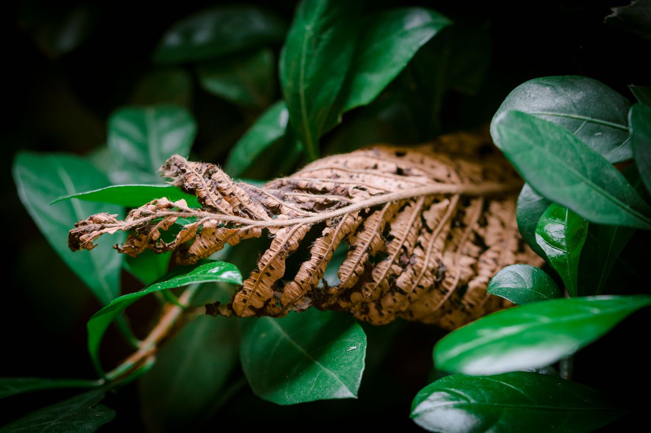 how to save a dying houseplant
