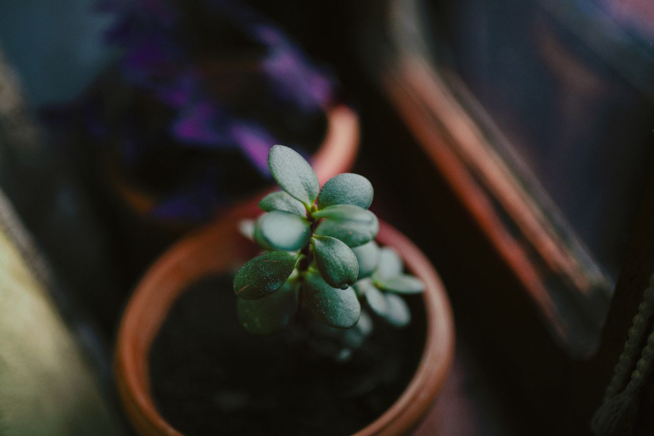 jade plant