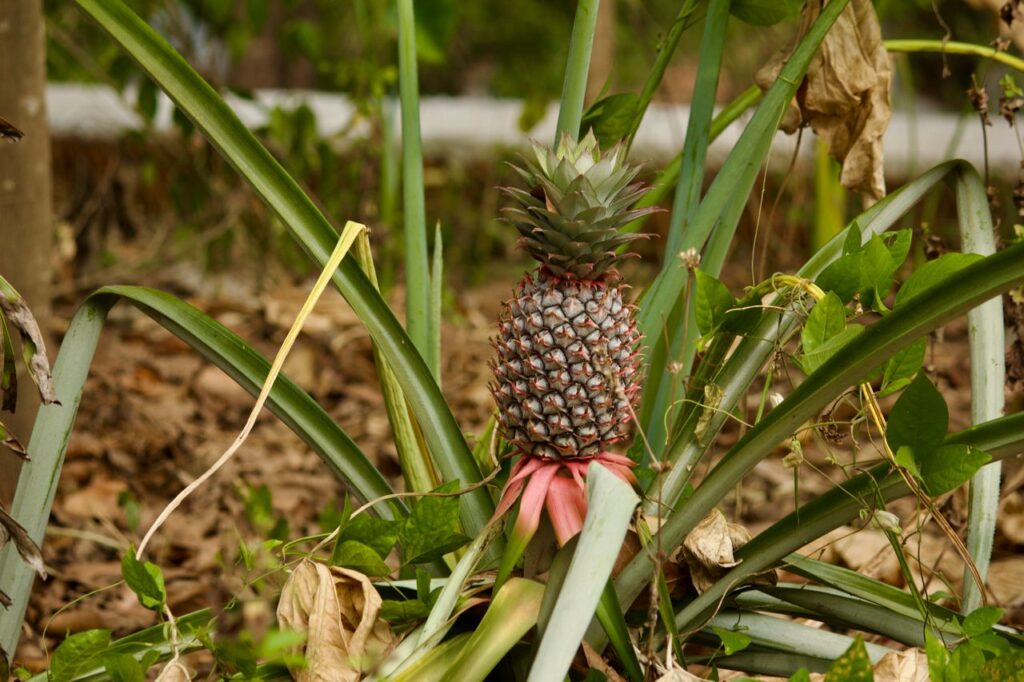 pineapple plant