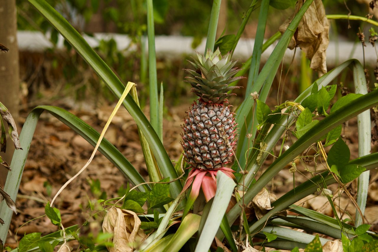 pineapple plant