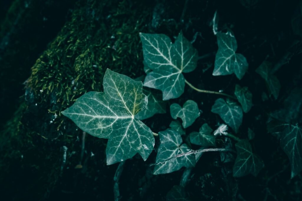 english ivy