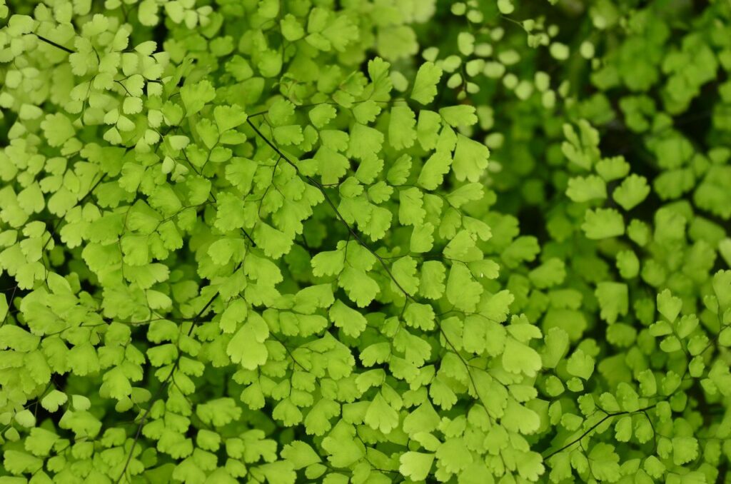 maidenhair fern care